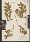 Foto von Salix hastata L.